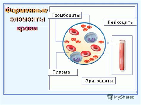 Адаптация формы капилляров к различным тканям и органам