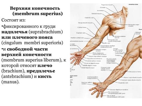 Анатомия верхних конечностей и причины возникновения спазмов