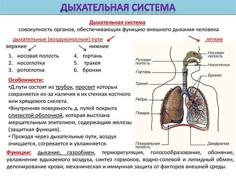 Анатомия дыхательной системы: основные органы и их функции