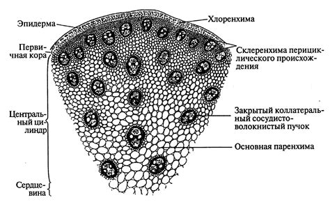 Анатомия и строение САПИ пальма