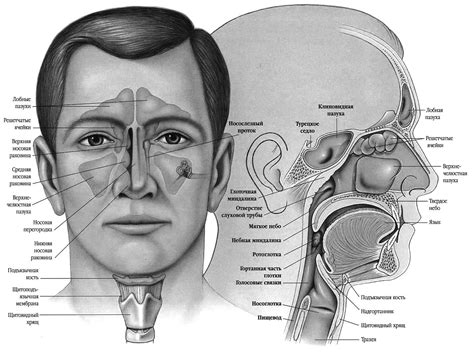 Анатомия околоносовых полостей