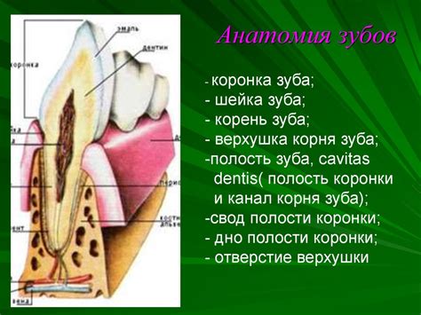 Анатомия полости рта и зубная архитектура: введение в изучение