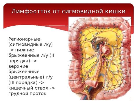 Анатомия прямой кишки: структуры и функции