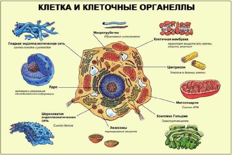 Архитектура и органелл тимоцитов: уникальность и специфика