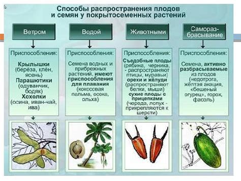 Архитектура сетчатых каналов и их приспособления к перемещению материи