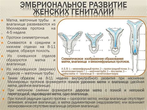 Атрибуты женского органа размножения