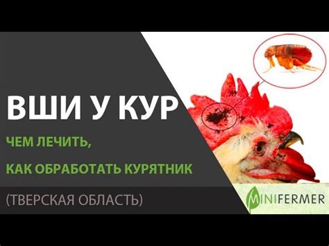 Безопасные способы устранения пачкотни на ложе без применения химических препаратов