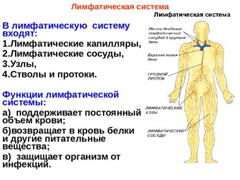 Бесценный вклад лимфатической системы в функционирование организма