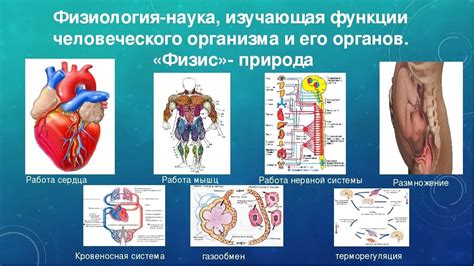 Биологическая сущность человека: анатомия и физиологические особенности