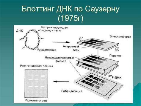 Биологические достижения в индустрии: передовые технологии и прогресс