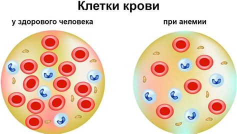 Биологические особенности в уровне гемоглобина у мужчин и женщин