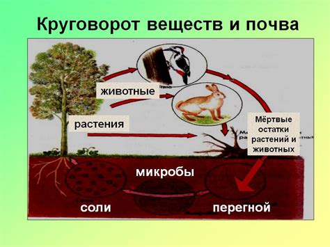 Биологический состав почвы и его роль в росте и развитии растений