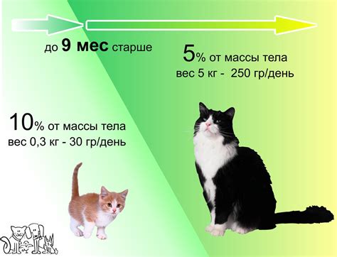 Болезни и отклонения функционирования организма кошек