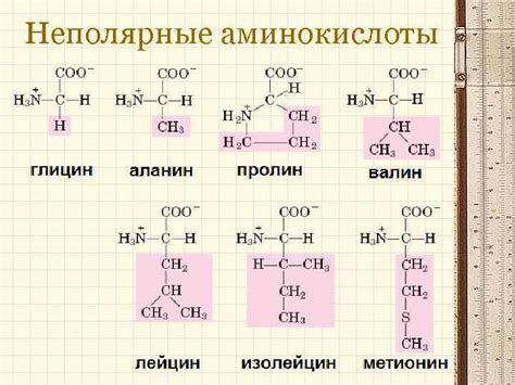 Важнейшая роль в аминокислотном обмене