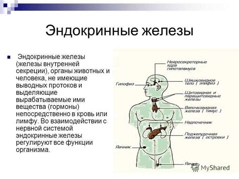 Важность гормонов в формировании различий в уровне содержания кровяного пигмента у мужчин и женщин