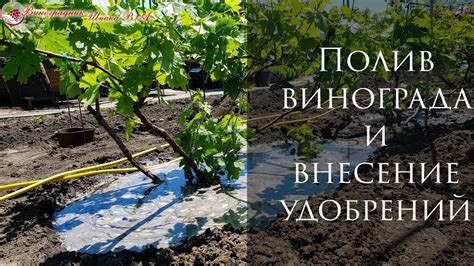 Важность проветривания и осушения виноградных кустов перед зимой