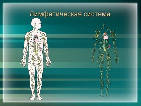 Важность прочистки организма для эффективного функционирования лимфатической системы