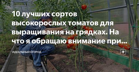 Важность учета светового режима при выборе места для выращивания помидоров