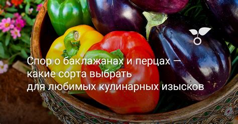 Варианты кулинарных изысков с пожелыми кабачками для любителей растительной пищи