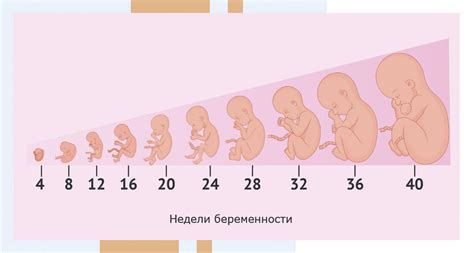 Вероятность осложнений и негативного влияния на развитие плода