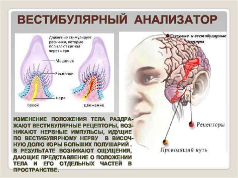 Вестибулярные нарушения и изменение положения тела