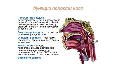 Взаимосвязь активности салильных желез с проявлением высыпаний в области носа