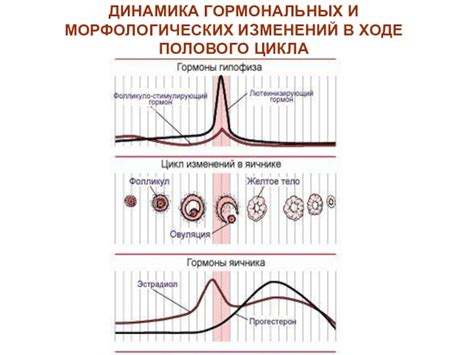 Взаимосвязь гормональных изменений и возникновения целлюлита