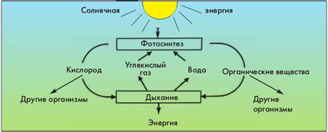 Взаимосвязь дыхания и концентрации