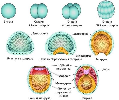 Взаимосвязь клеток плаценты и формирование органов эмбриона