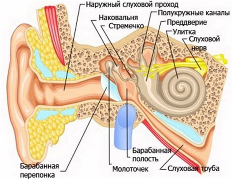 Взаимосвязь скопления слизи в носоглотке и функционирования слуховой трубы