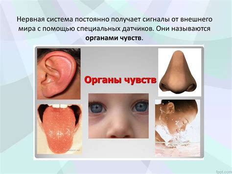 Взаимосвязь слуха с остальными органами чувств