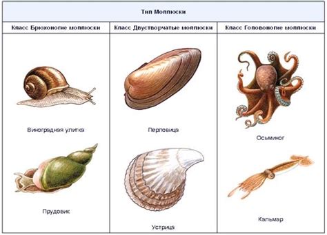 Виды моллюсков и их особенности