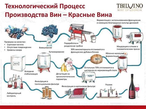 Вино, зрелость и вечность: осмысление времени через привлекательность виноделия