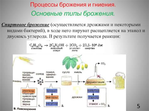 Влияние ацетатного буфера на процессы брожения и созревания продуктов