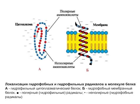 Влияние взаимодействий гидрофобных и гидрофильных групп на формирование вторичной структуры белков