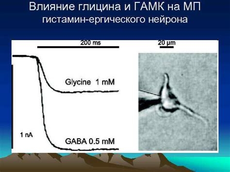 Влияние глицина на организм