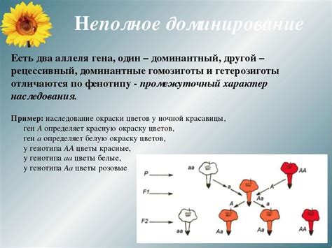 Влияние гомо и гетерозигот на наследование