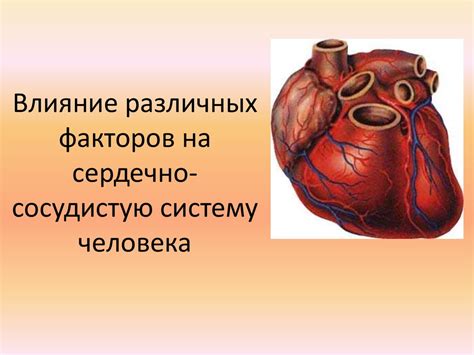 Влияние длительной статической нагрузки на сердечно-сосудистую систему