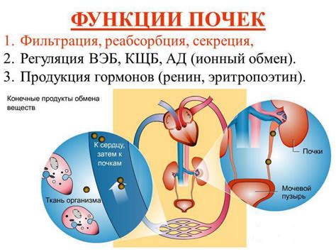 Влияние избыточного потребления алкоголя на функции органа, отвечающего за фильтрацию крови