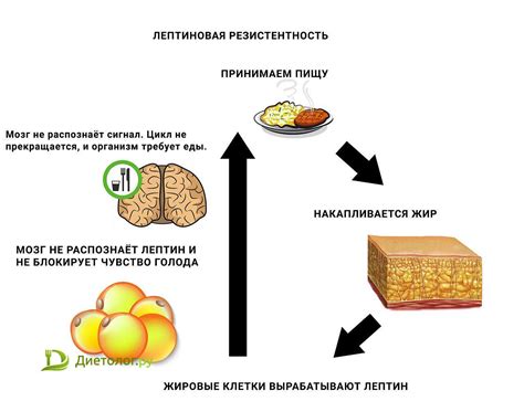 Влияние интервального голодания и фастинга на работу лимфатической системы