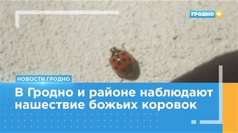 Влияние и символика божьих коровок в разных культурах мира