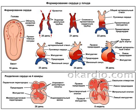 Влияние кардиоваскулярных нарушений на формирование плода в начале беременности