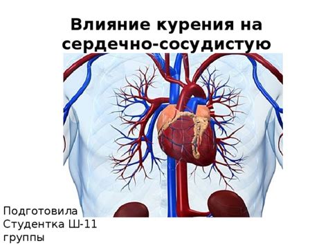 Влияние каркаде на сердечно-сосудистую систему и снижение артериального давления