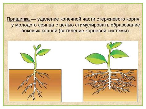 Влияние кислотности почвы на развитие корневой системы растений