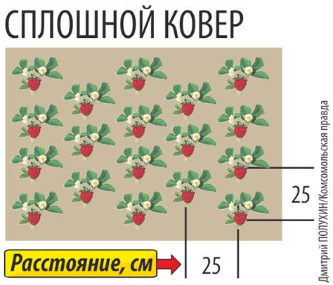 Влияние климатических условий на оптимальный период посадки клубники