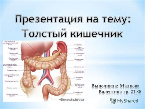 Влияние нарушений функции прямой кишки на эффективность пищеварительного процесса