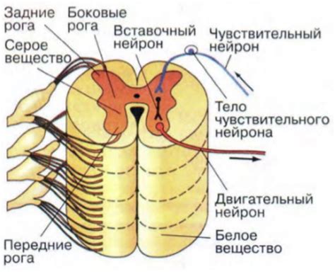 Влияние на формирование и поведение рефлексной дуги