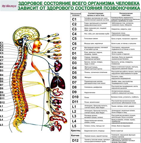 Влияние патологий позвоночника и суставов на функционирование руки