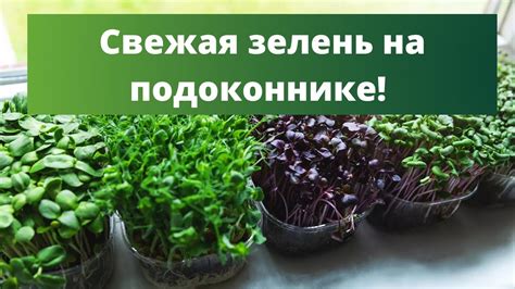 Влияние пикантной зелени на здоровье органов фильтрации