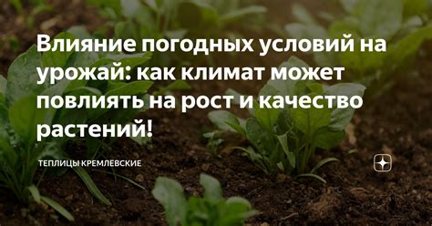 Влияние погодных условий на гниение клубники